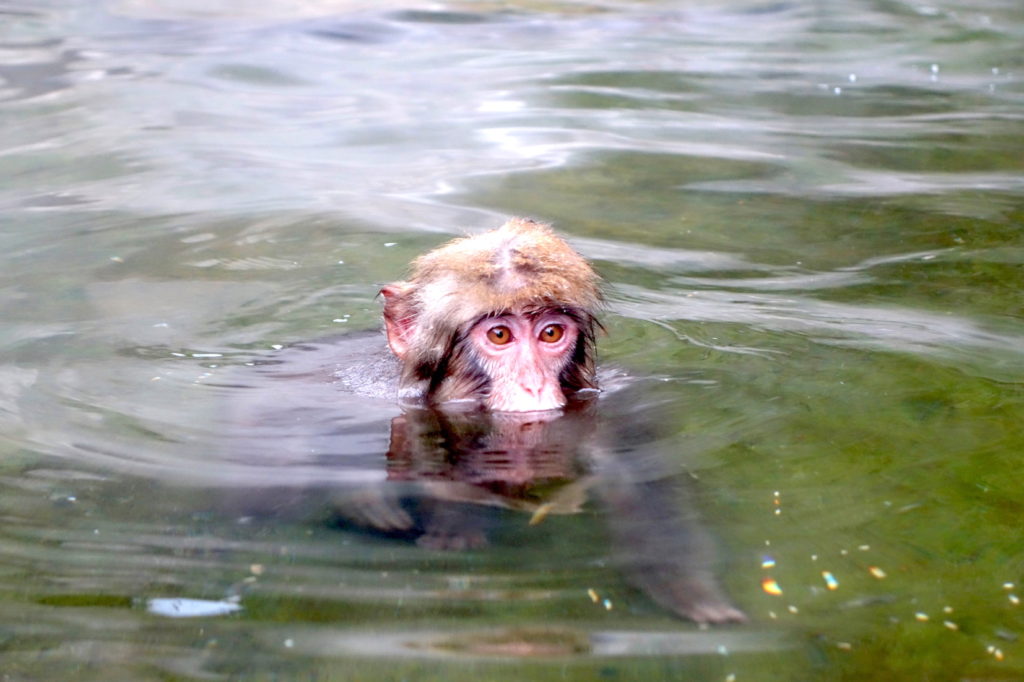 Une enquête journalistique met en lumière un réseau international de  torture de singes